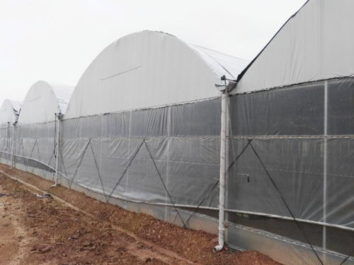 宁夏樱桃薄膜连体温室大棚施工价格全解析 | 挑选薄膜的智慧指南