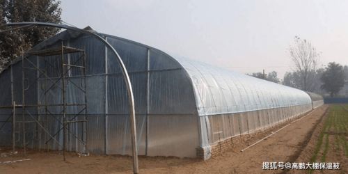 如何有效提高大棚薄膜的透光度 实用技巧大全