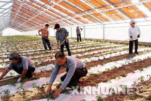 上饶薄膜太阳能大棚 农业与能源的创新融合