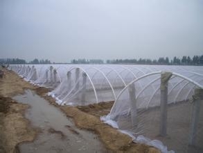 潍坊薄膜温室大棚建设材料图片
