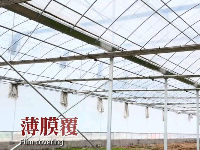 连栋薄膜温室凭什么火遍全国#连栋薄膜温室 #设施农业 #大棚建设